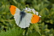 10th May 2016 - OPEN ORANGE TIP