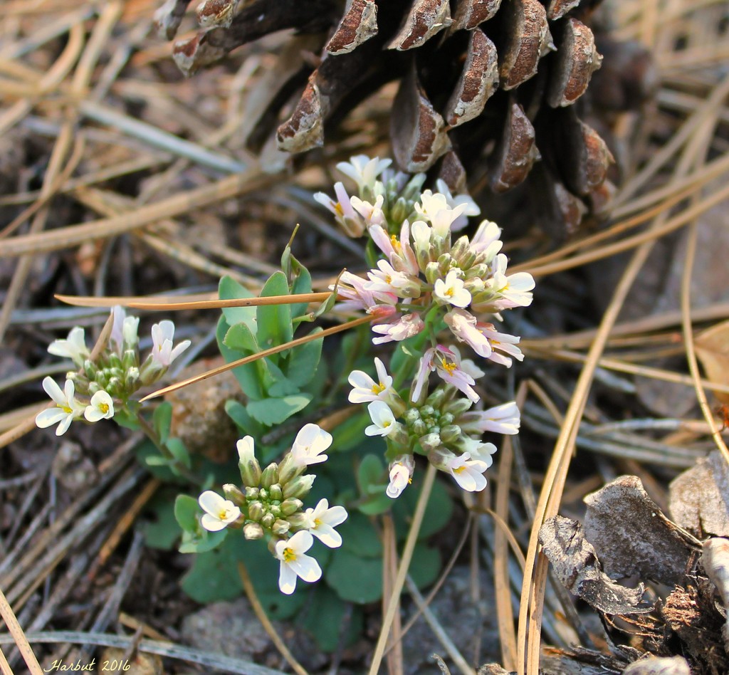 Mountain Wildflower by harbie
