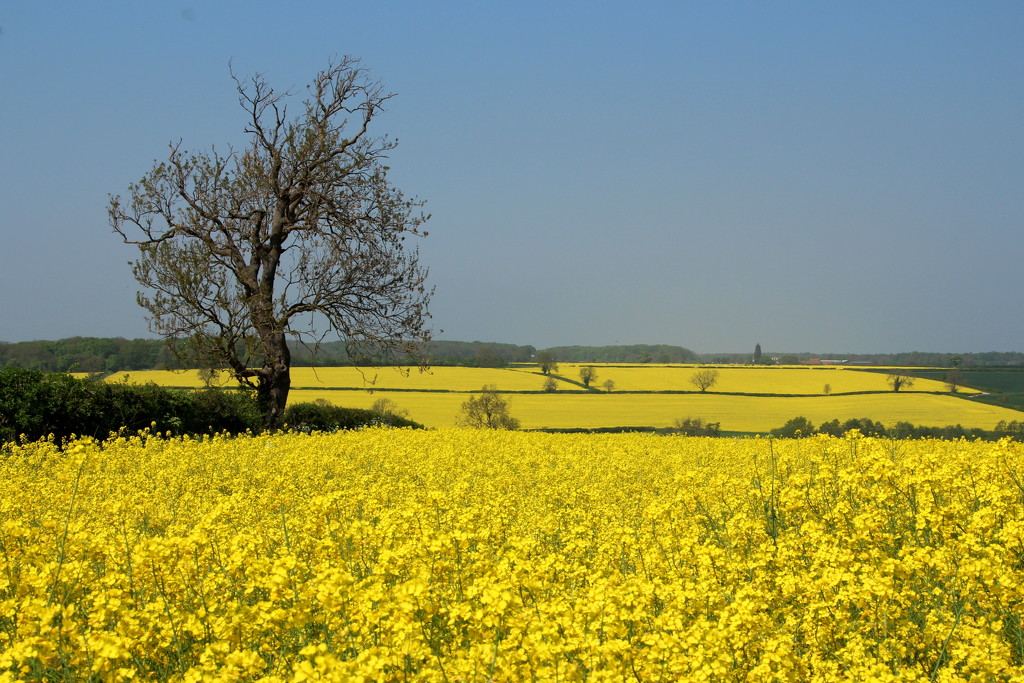 Rape seed fields forever by busylady