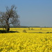 Rape seed fields forever by busylady