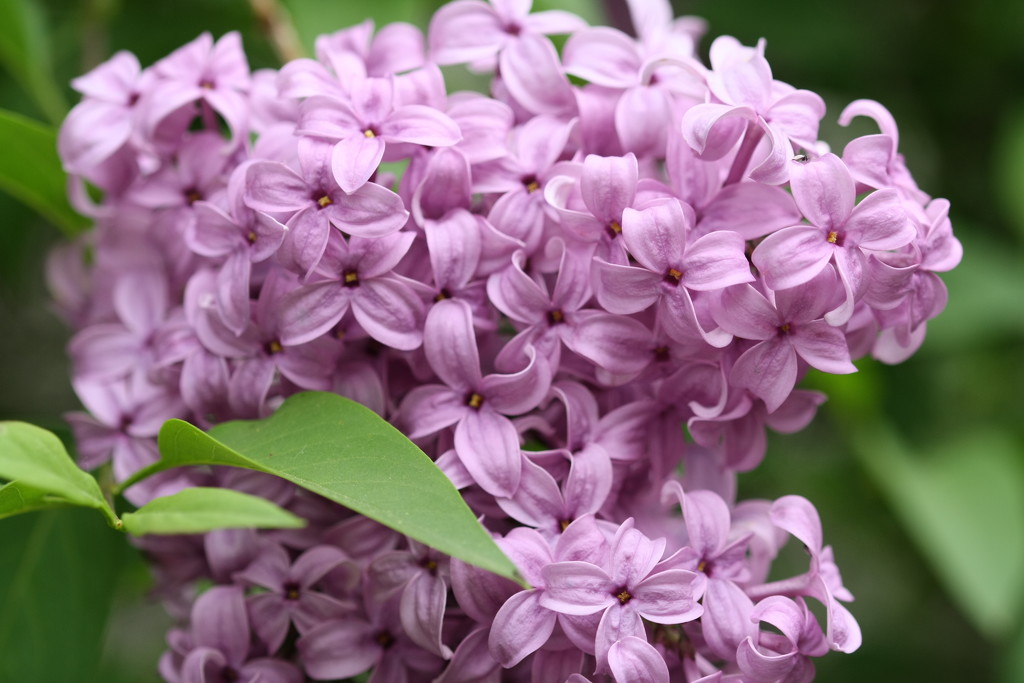 Lilacs in full bloom by susanharvey