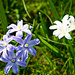 Blue and white flowers by elisasaeter