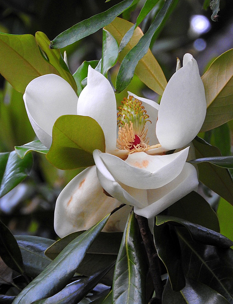 A beautiful magnolia! by homeschoolmom