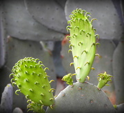 9th May 2016 - Southern Cactus!