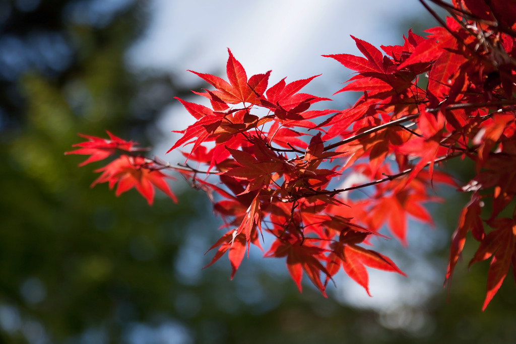 A Japanese Maple in the sunshine by kiwichick
