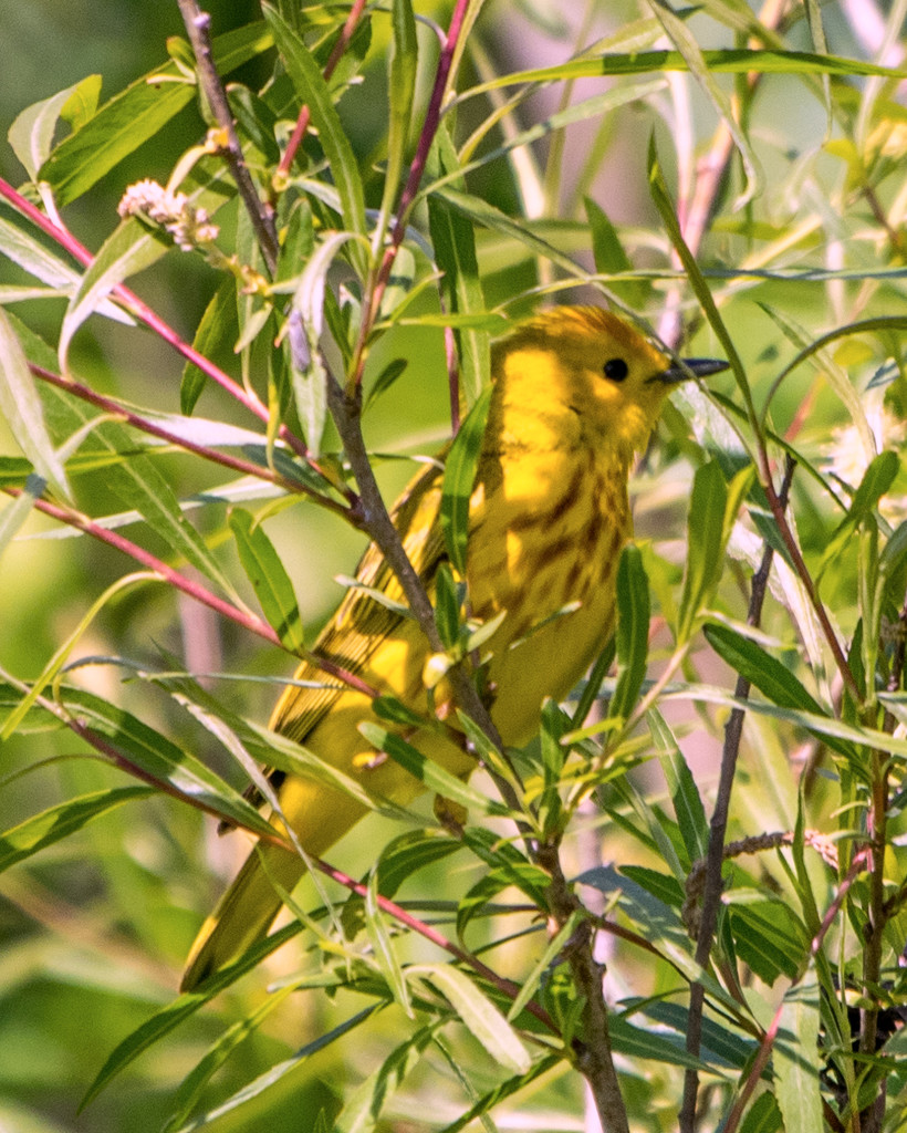 Yellow Warbler Sideview by rminer