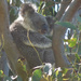 holding secrets by koalagardens
