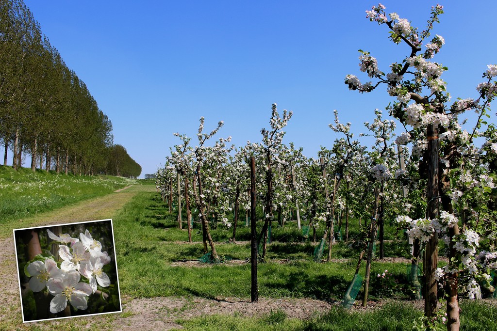 Apple orchard 2  by pyrrhula