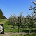 Apple orchard 2  by pyrrhula