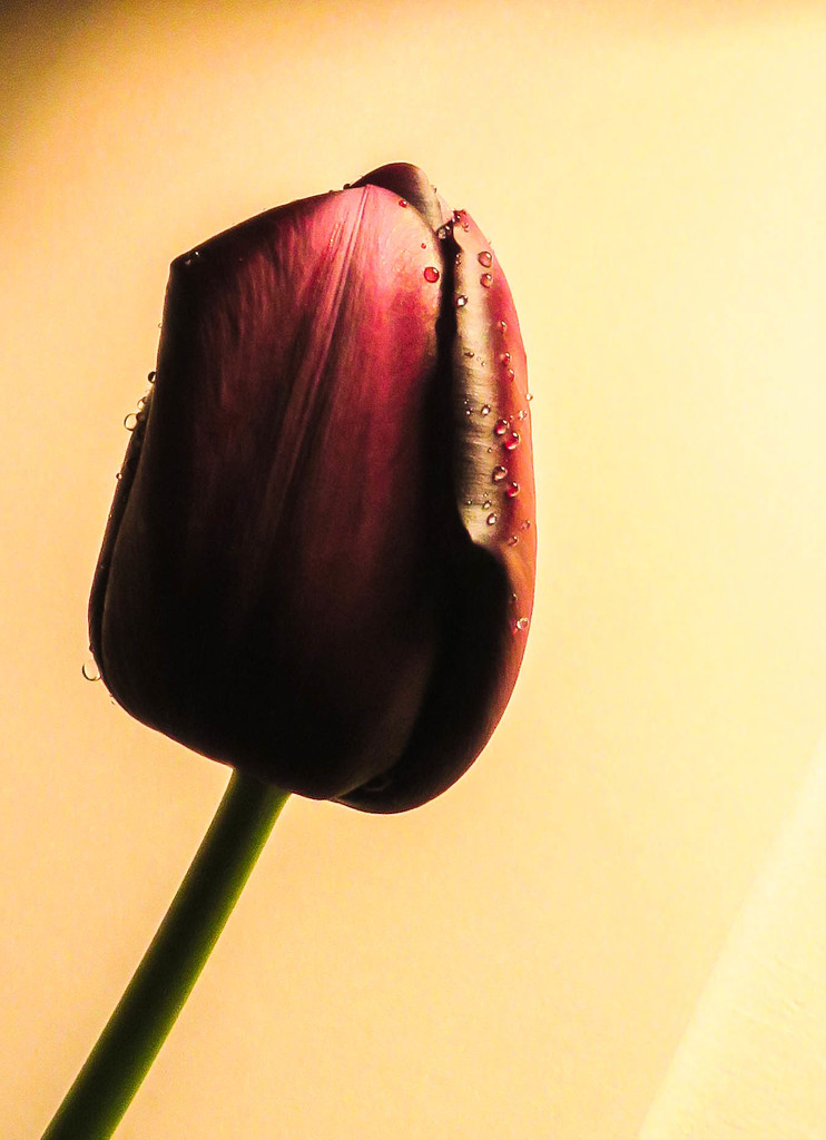Tulip by m2016