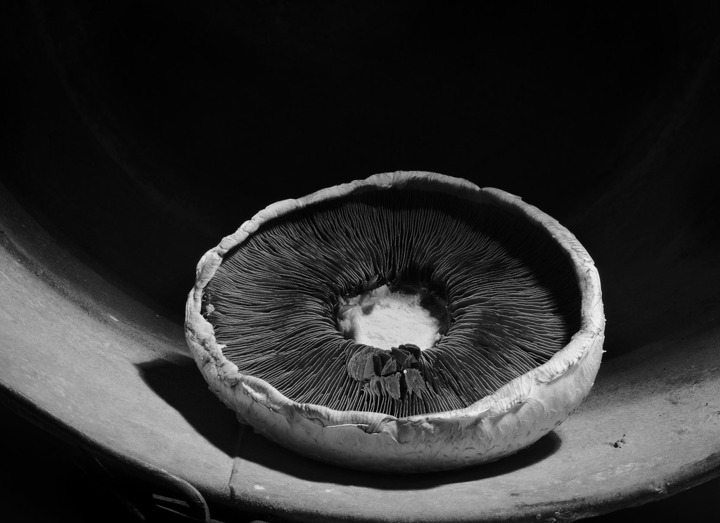 Mushroom In Bucket by davidrobinson