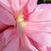 Flattened Pink by daisymiller