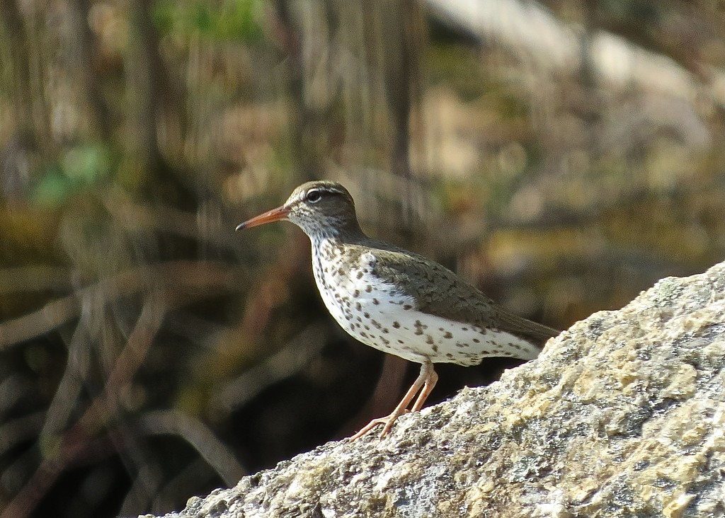 Spotted Sand Piper by rob257