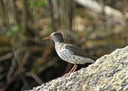 12th May 2016 - Spotted Sand Piper