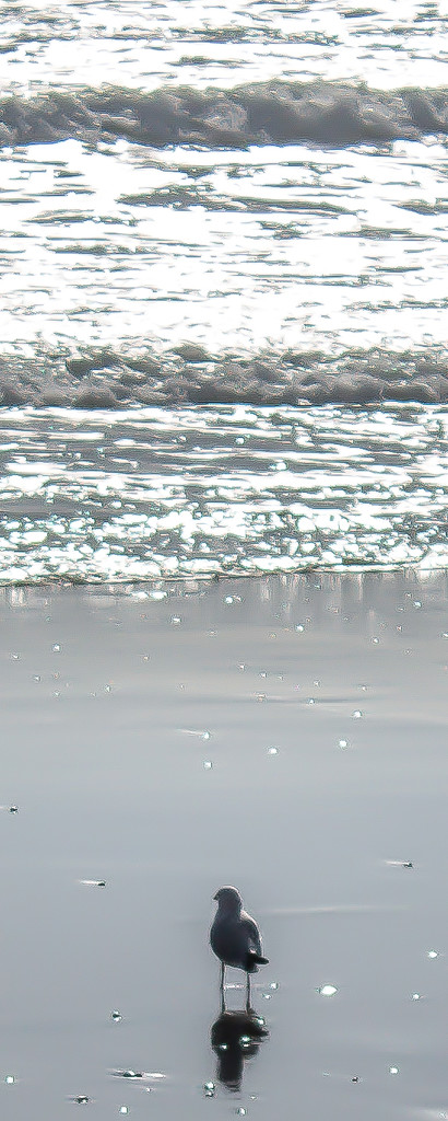 A suspiciously normal photograph of a bird and some waves. by graemestevens
