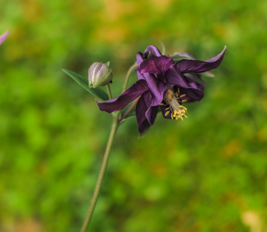 Columbine Flower  by loweygrace