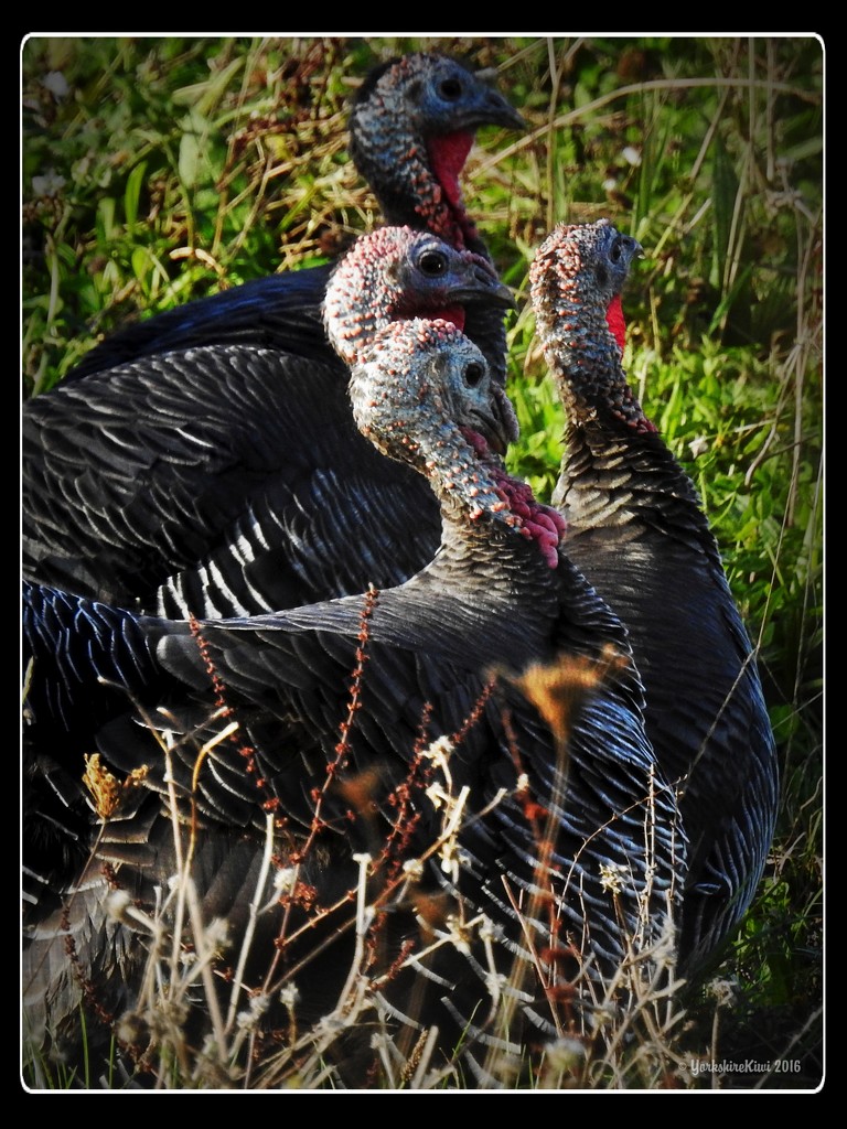 Wild turkey by yorkshirekiwi