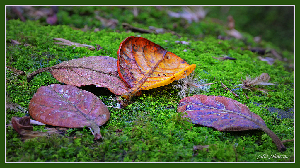 Hunters Bush .. Leaf Litter.. by julzmaioro