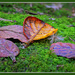 Hunters Bush .. Leaf Litter.. by julzmaioro