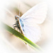 Delicate beauty by flyrobin