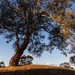 majestic gum tree by pusspup
