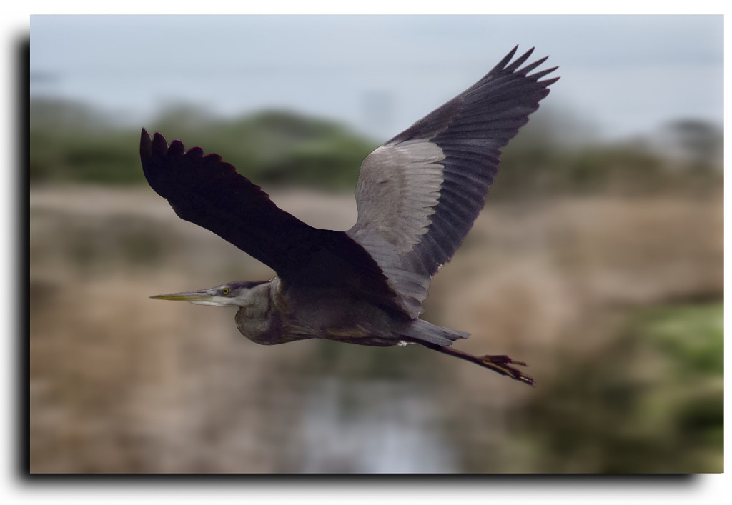 Heron in flight by stuart46