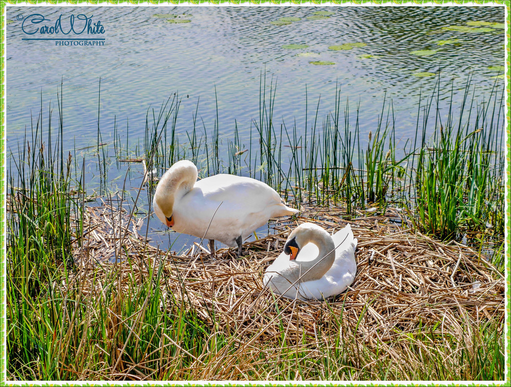 Nesting Swans by carolmw