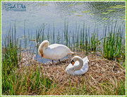 14th May 2016 - Nesting Swans