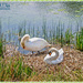 Nesting Swans by carolmw