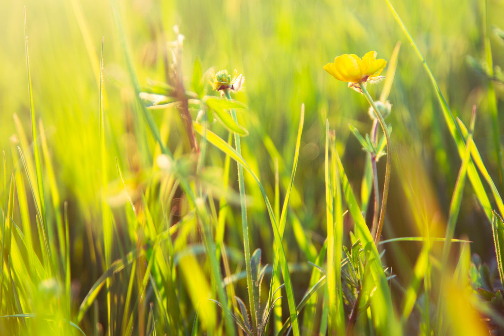 flower and gras #317 by ricaa
