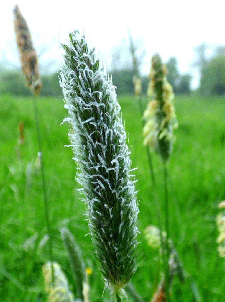 Meadow Foxtail grass by julienne1