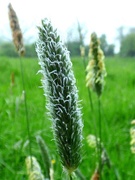 14th May 2016 - Meadow Foxtail grass