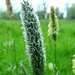 Meadow Foxtail grass by julienne1