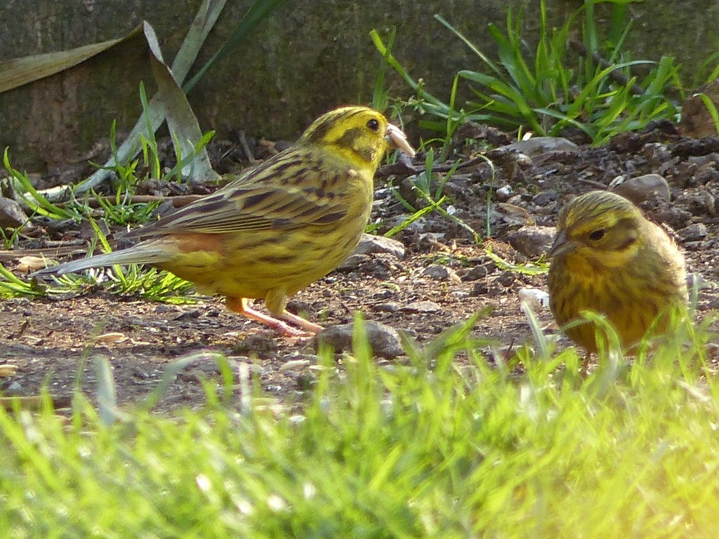 A Pair of Yellowhammers by susiemc