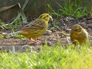 13th May 2016 -  A Pair of Yellowhammers