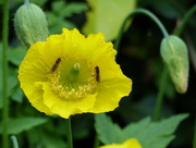 12th May 2016 -  Welsh Poppy and Bugs 