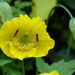  Welsh Poppy and Bugs  by susiemc