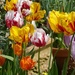  Assorted Stripey Tulips  by susiemc