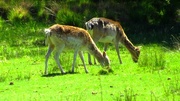 14th May 2016 - Double Deer Delight