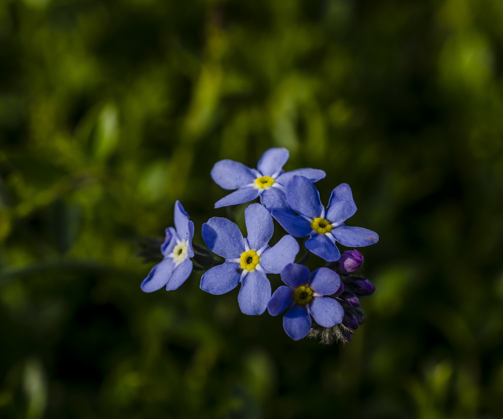 ForGet Me Not by tonygig