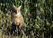 14th May 2016 - African Wild Cat