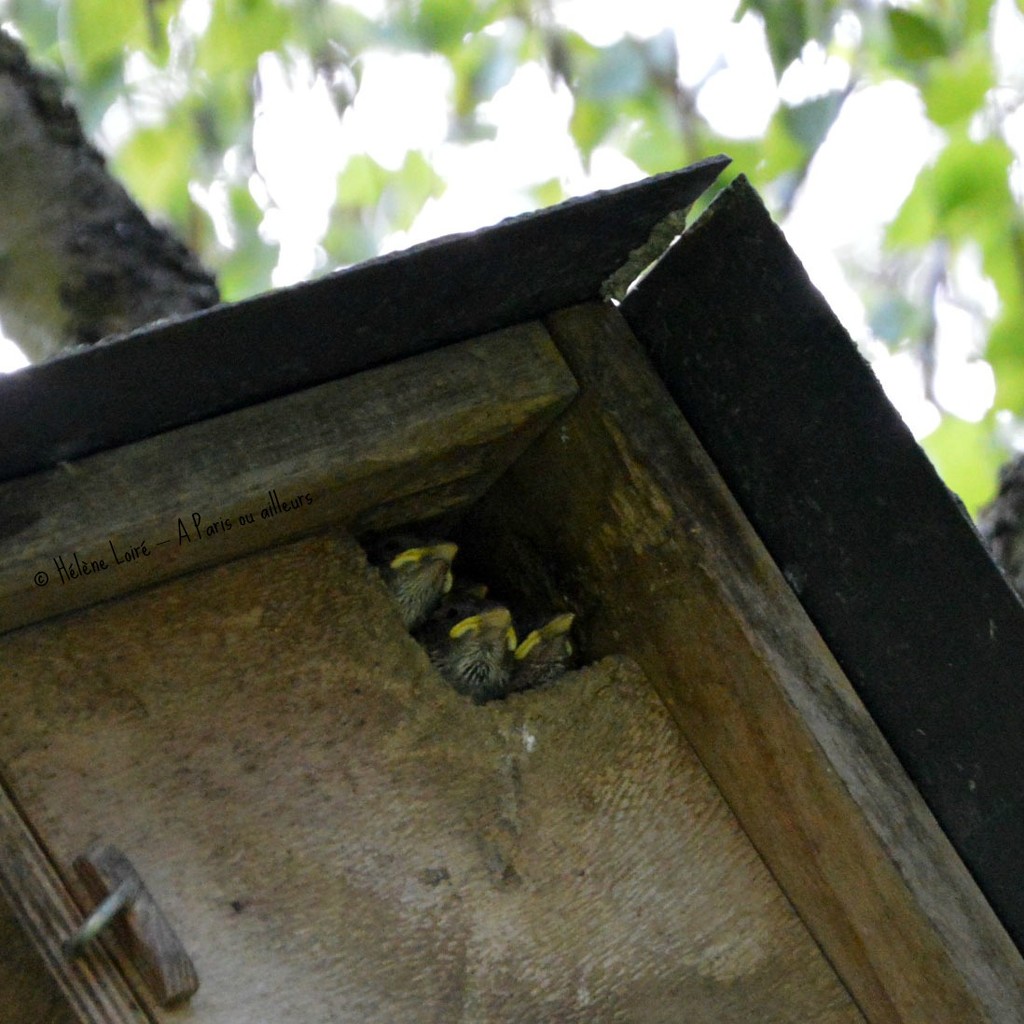 3 babies sparrows by parisouailleurs