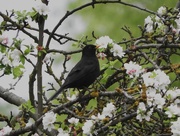 13th May 2016 - Blackbird