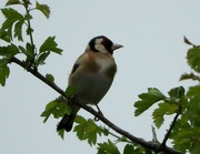 13th May 2016 - Goldfinch
