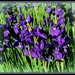 Dutch Iris by essiesue
