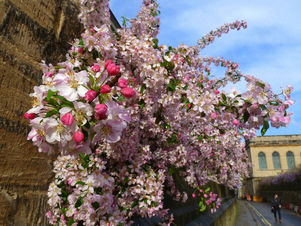 Oxford blossom by boxplayer