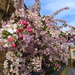 Oxford blossom by boxplayer