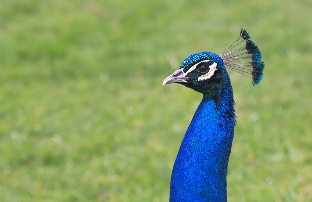 Peacock  by phil_howcroft