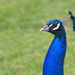 Peacock  by phil_howcroft