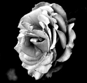 14th May 2016 - Desaturated Rose